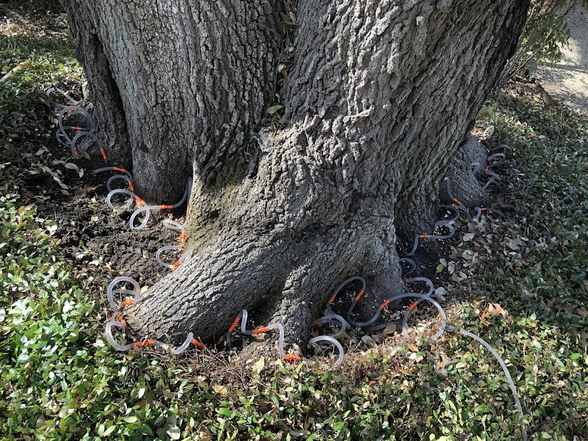Detailed Tree Cabling and Bracing job site in Gunpowder