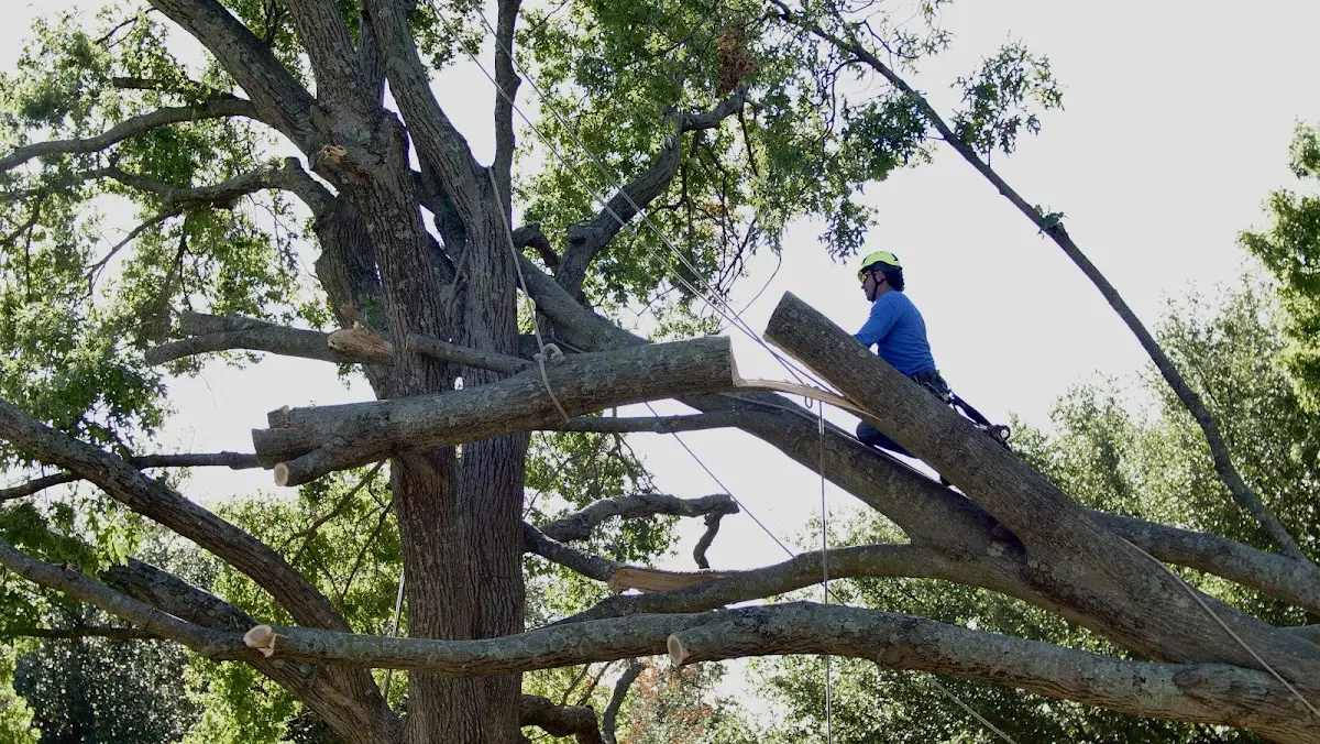 Professional Crown Thinning performed by certified arborists in Gunpowder